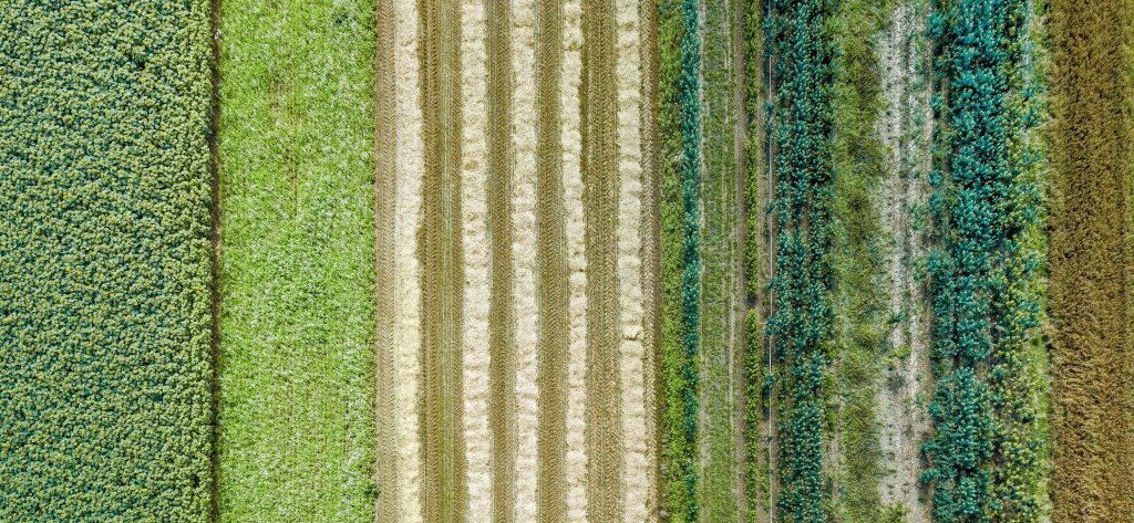 مبدأ التعدد الزراعي والزراعة المستدامة - وهي طريقة صحية للزراعة في النظام البيئي.